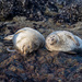 Harbor Seals