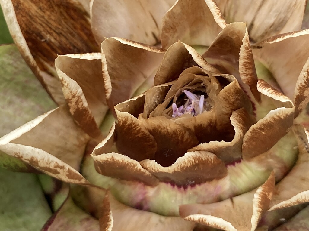 Globe Artichoke  by cataylor41