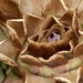 Globe Artichoke  by cataylor41