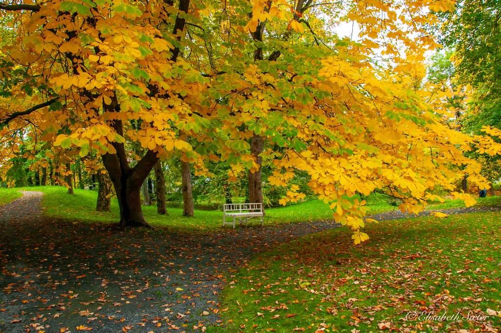 Autumn in Ringve botanical garden by elisasaeter