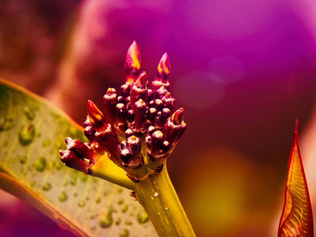 red frangipani budding by thedarkroom