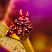 red frangipani budding