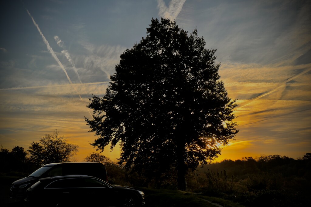 Sunrise in the Trees by jmdeabreu