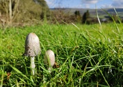 22nd Oct 2023 - Shaggy Inkcaps