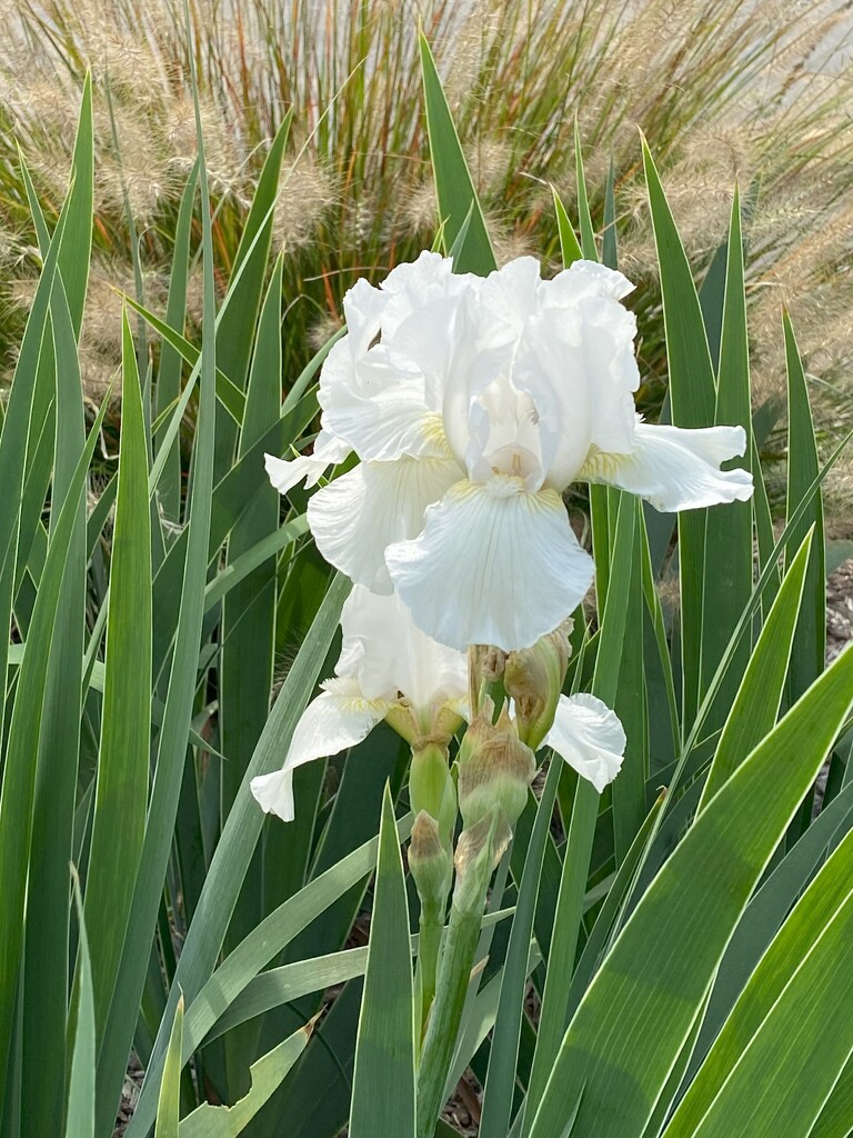 reblooming iris by tunia