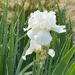 reblooming iris