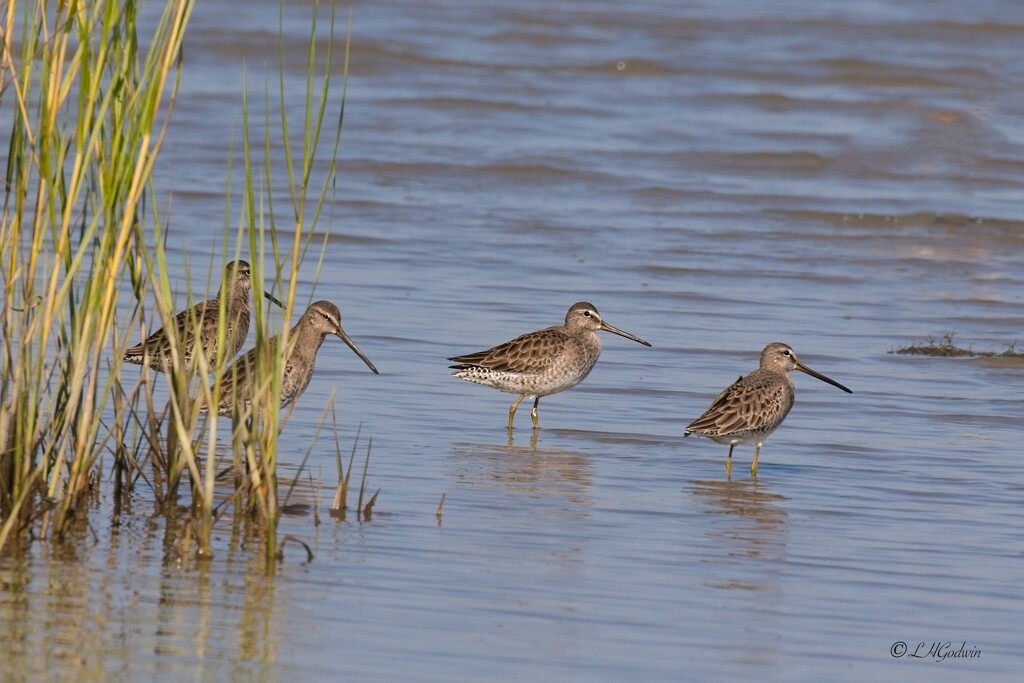 LHG_6268 Short-billed dowitcher  by rontu