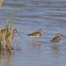 LHG_6268 Short-billed dowitcher 