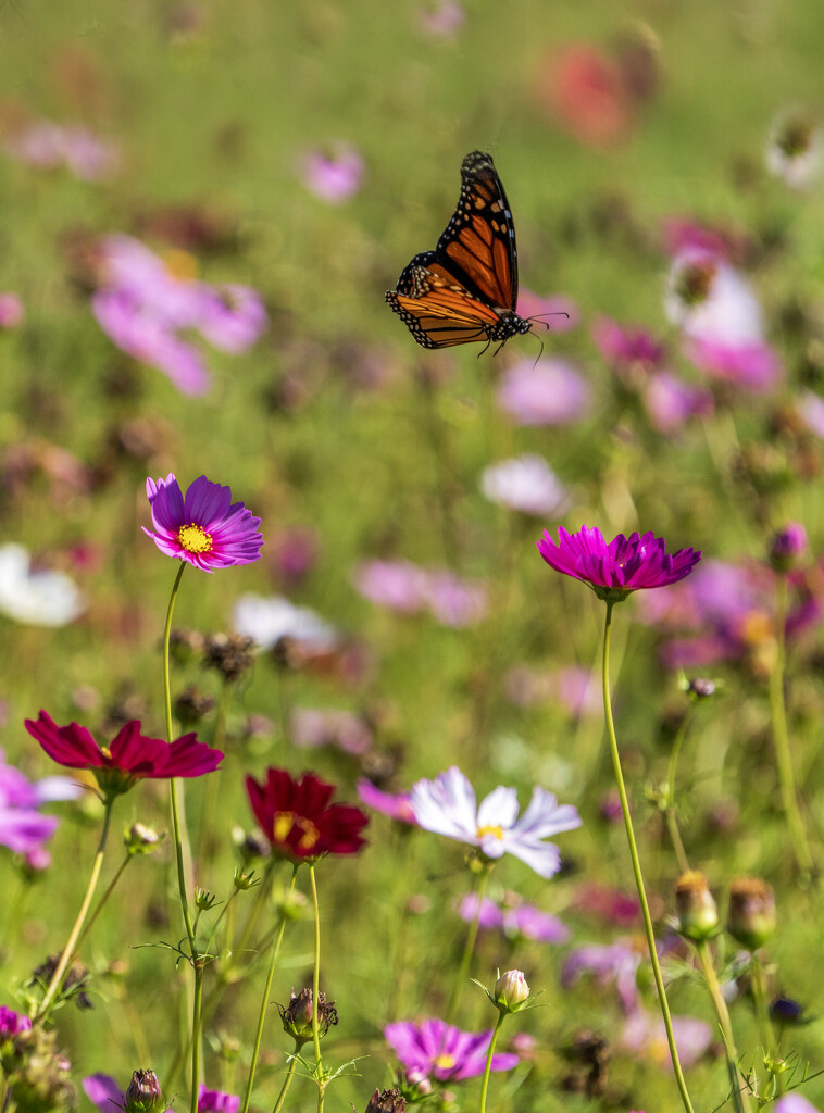 Monarch in Flight by kvphoto