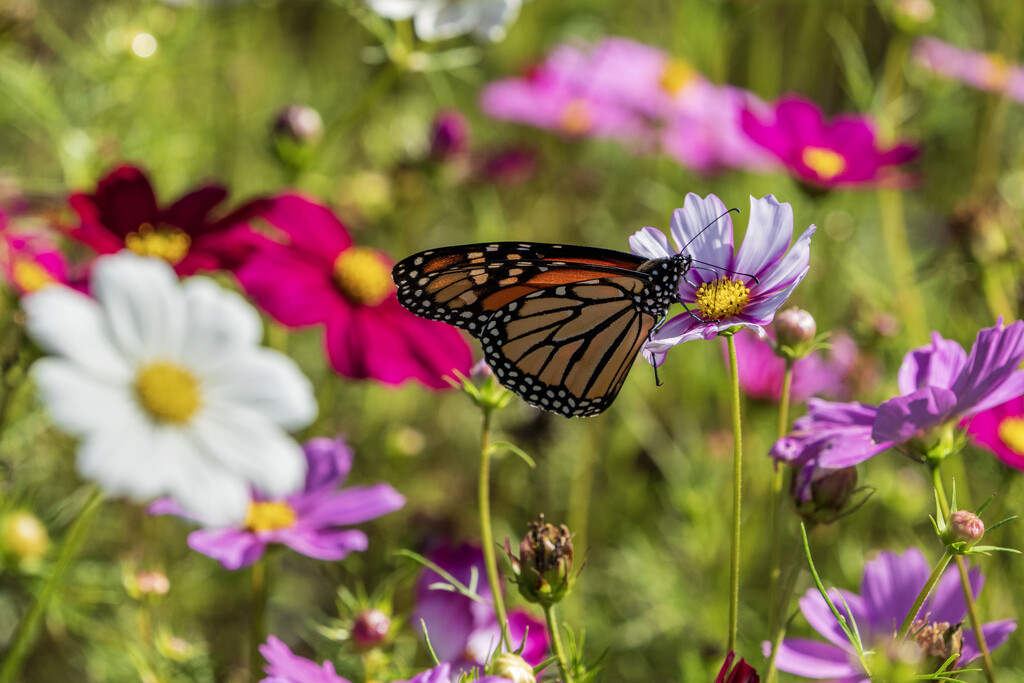 Bright and Beautiful by kvphoto