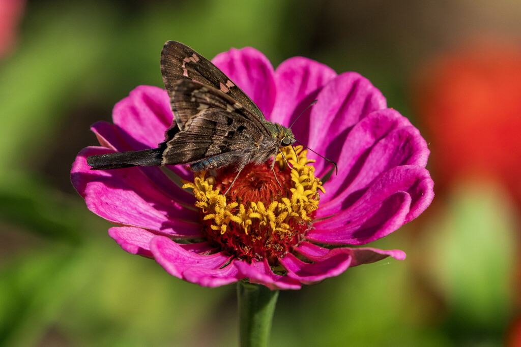 Longtail Skipper  by kvphoto