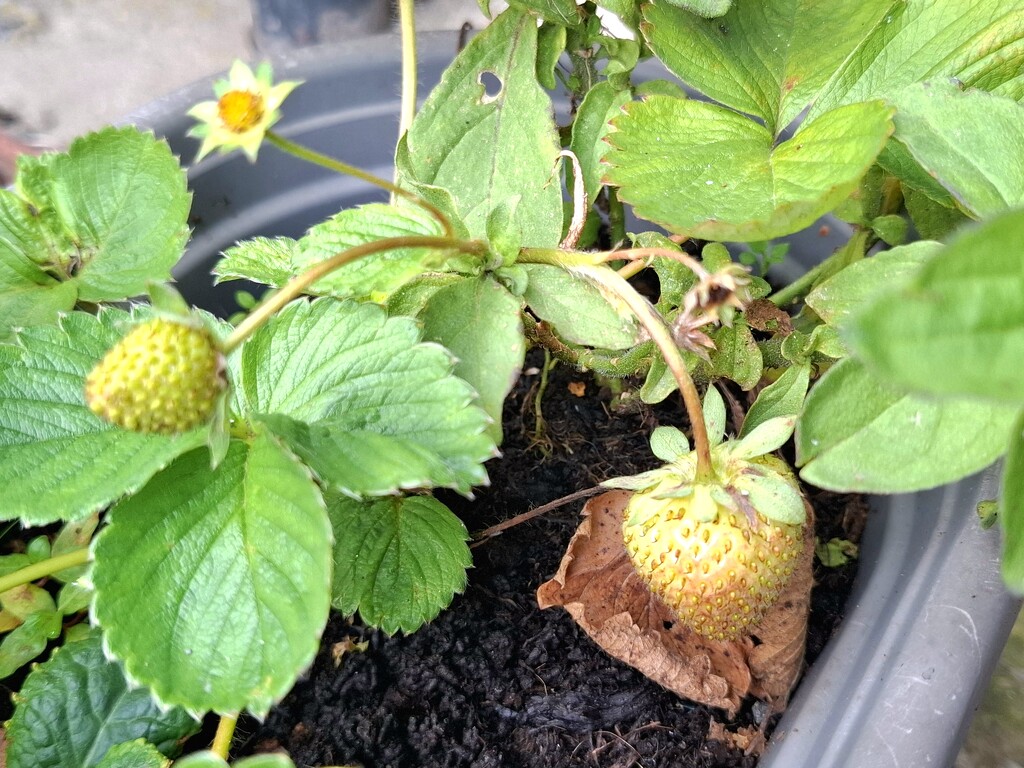 Day 287/366. A self seeded wild strawberry in one of my planters.  by fairynormal