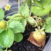 Day 287/366. A self seeded wild strawberry in one of my planters.  by fairynormal