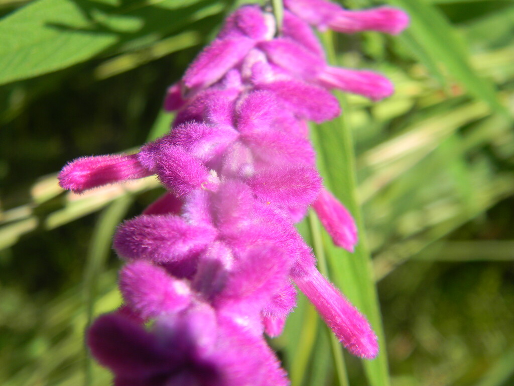 Mexican Bush Sage Plant Closeup  by sfeldphotos