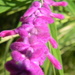 Mexican Bush Sage Plant Closeup  by sfeldphotos