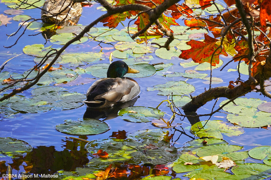 Pensive Mallard by falcon11