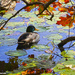 Pensive Mallard