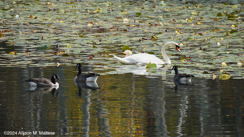 Water Birds  by falcon11