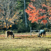 Horses and autumn leaves