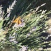 Skipper on the Lavender