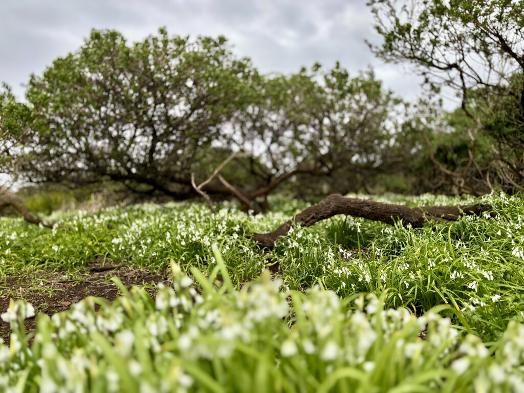 Snowbell Plains  by kartia