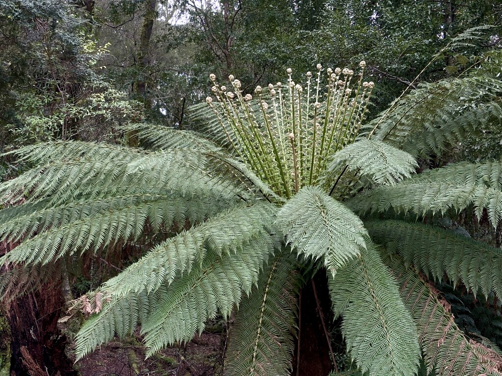 Tarkine: Dicksonia by kartia