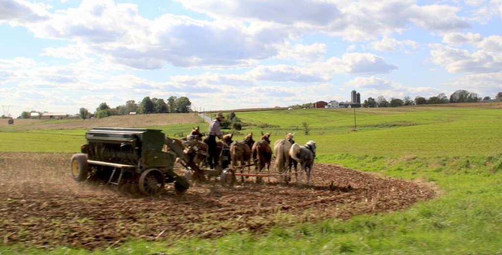 Amish Farmer  by digitalrn