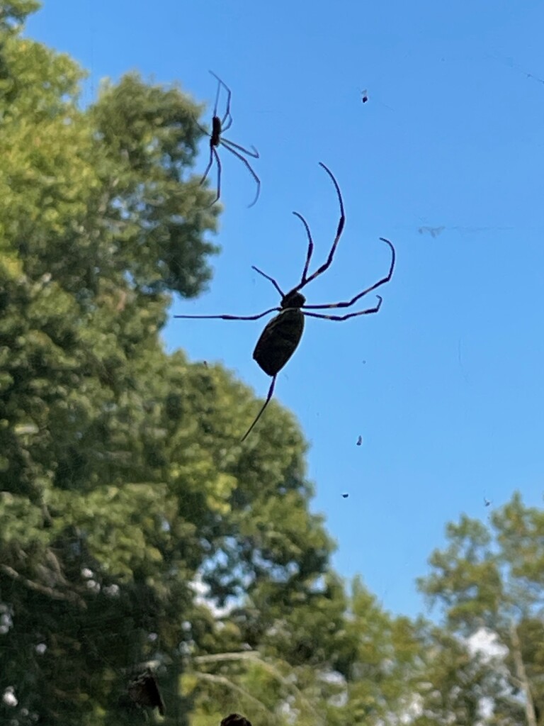 Drove through a Joro web on the riding mower by margonaut