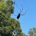 Drove through a Joro web on the riding mower