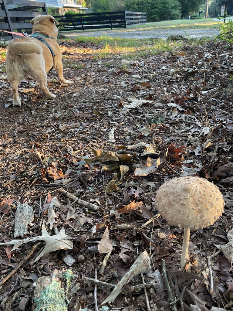 All that rain brought the mushrooms out by margonaut