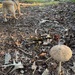 All that rain brought the mushrooms out