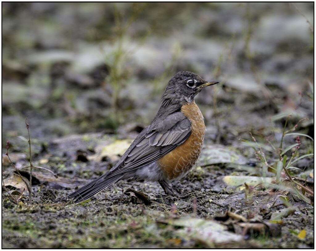 American Robin by bluemoon