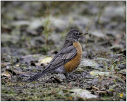 14th Oct 2024 - American Robin