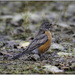 American Robin