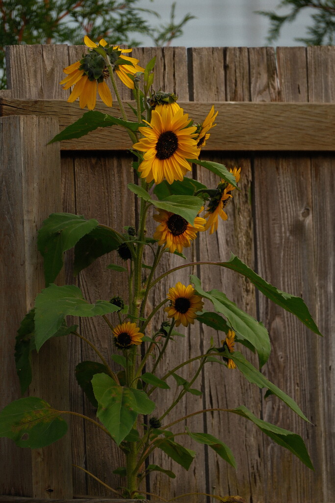 Sunflower(s) by josharp186