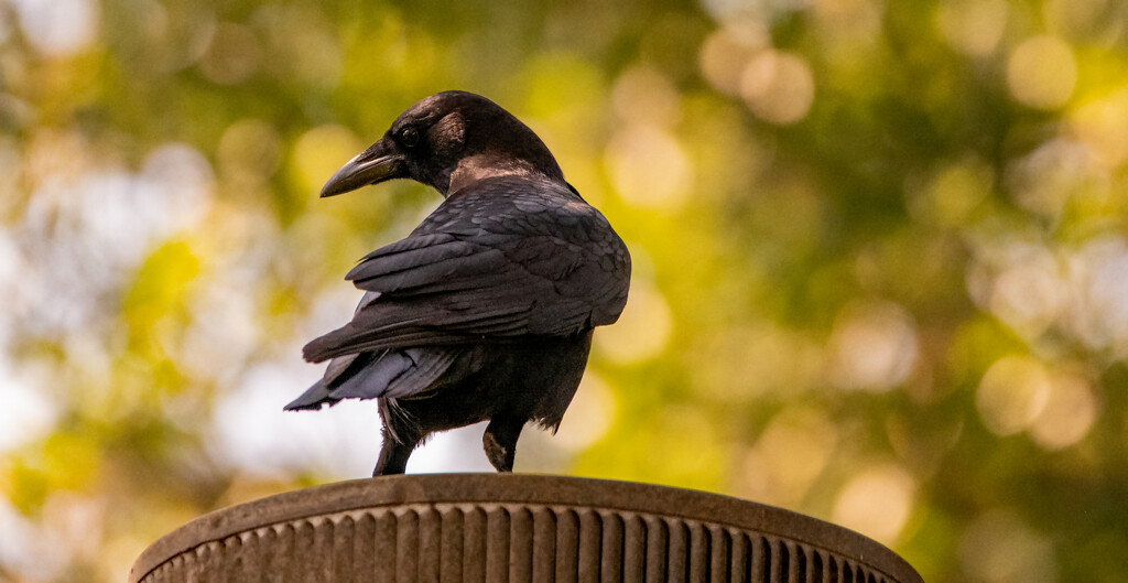 Crow on the Chimney! by rickster549