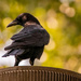 Crow on the Chimney!