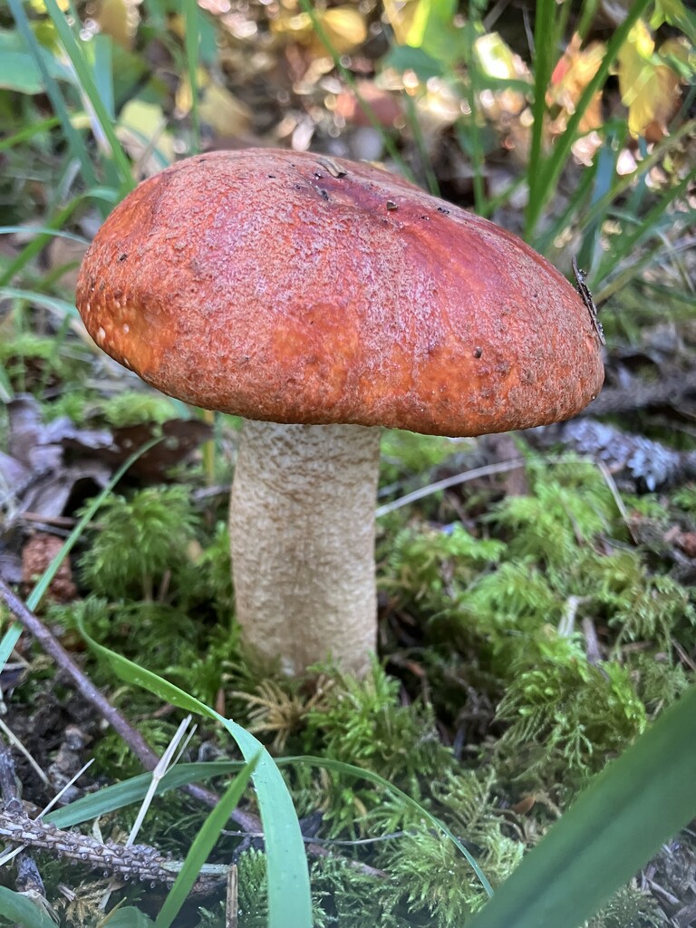 Leccinum aurantiacum by joysabin