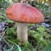 Leccinum aurantiacum