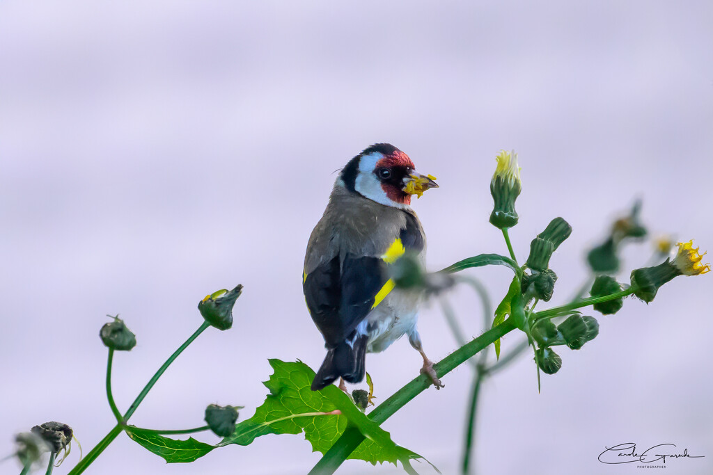 Goldfinch by yorkshirekiwi