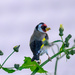 Goldfinch