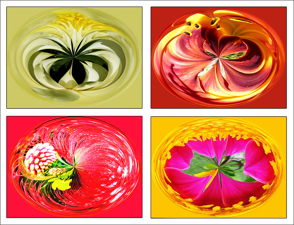 Waterlily, Daylily, Calliandra and Dahlia Swirl by onewing