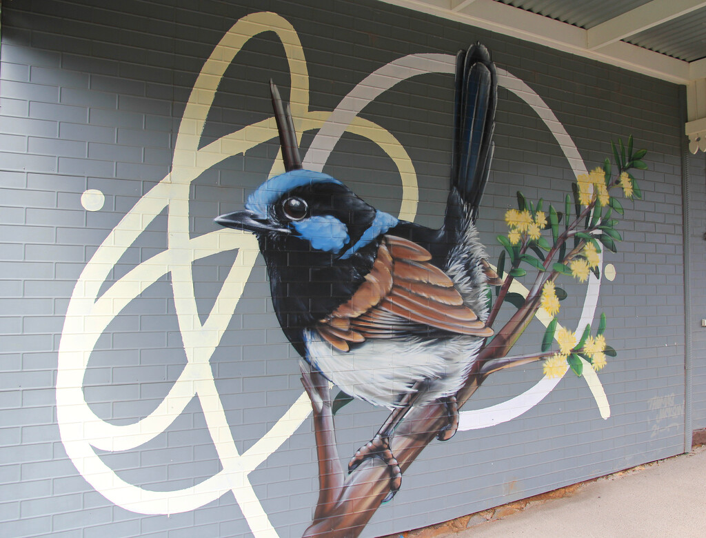 Superb Fairy-Wren by leggzy