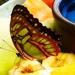 Butterfly And Fruit