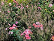 15th Oct 2024 - Magnolia Gardens