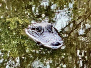 14th Oct 2024 - Don’t mind me!