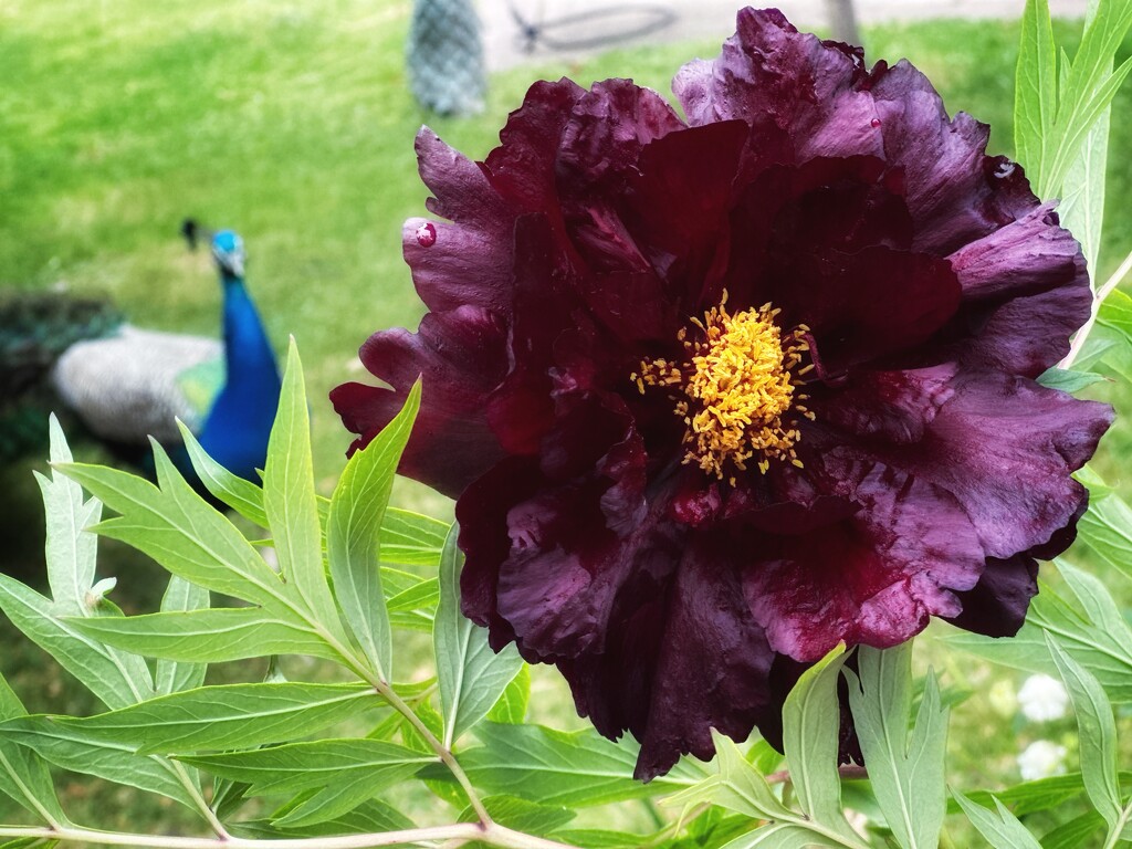 Black peony by pusspup