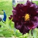 Black peony