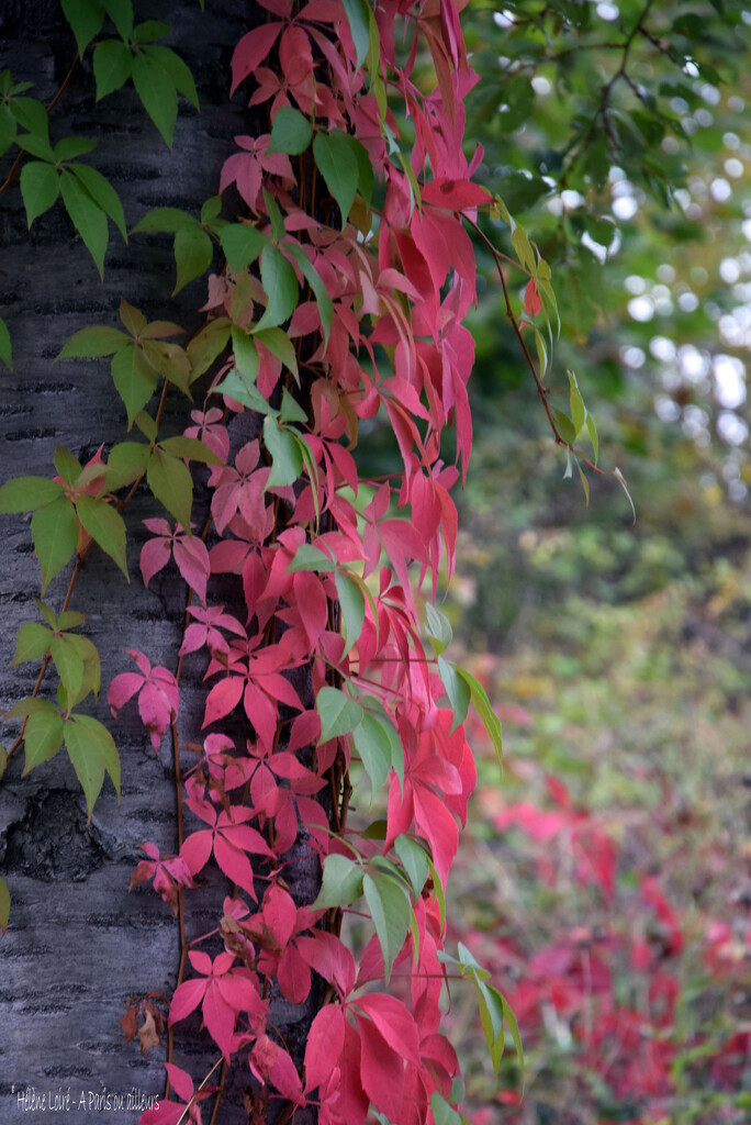 Autumn by parisouailleurs