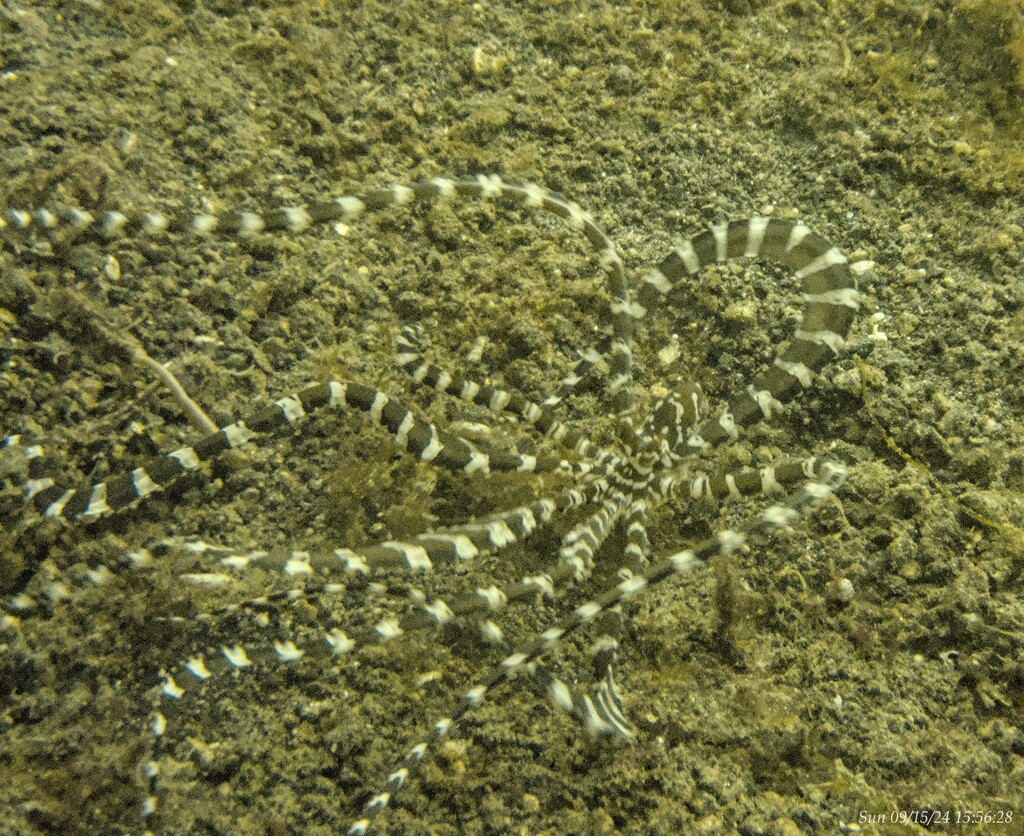 Mimic Octopus by wh2021